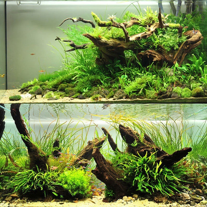 Planted Aquarium With Driftwood - Natuurlijke drijfhout aquarium mos boom vorm