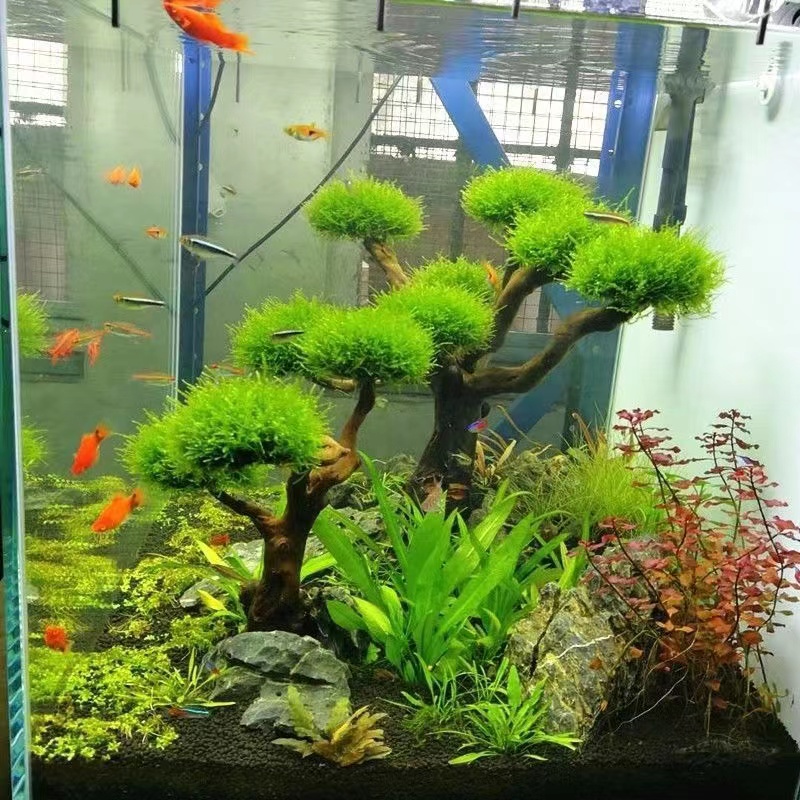 Planted Aquarium With Driftwood - Aquarium groenheid houten frame planten decoratie