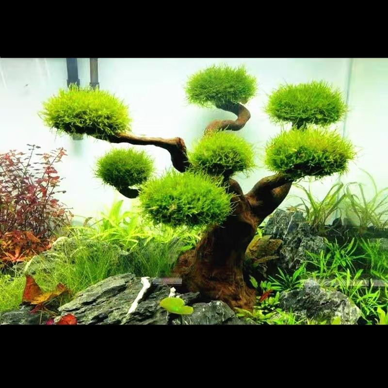 Planted Aquarium With Driftwood - Aquarium Decoratie Mos Drijfhout Aquarium Landschapsarchitectuur