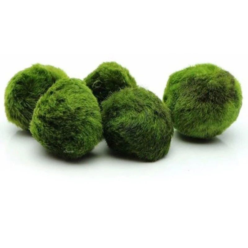 1 Stuks 3-4 Cm Mos Ballen Live - Aquarium Planted Tank Substrate recensie en prijs
