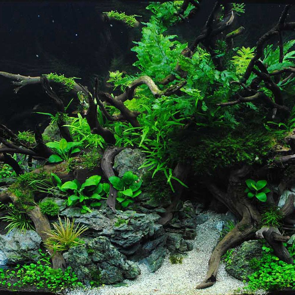 Hout N1N Landschapsarchitectuu - Planted Aquarium With Driftwood recensie en prijs