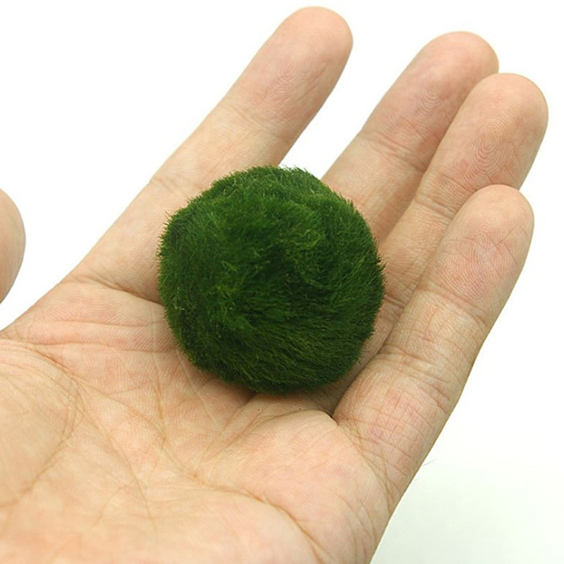 Marimo Mos Ballen Live Aquariu - Aquarium Planted Tank Substrate recensie en prijs