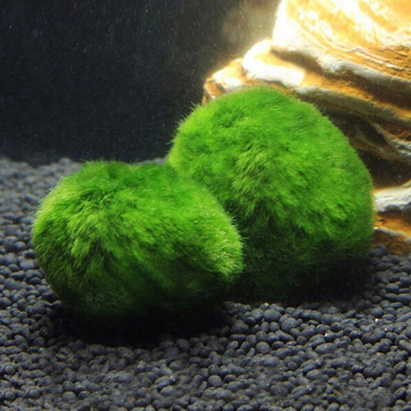 Marimo Mos Ballen Live Aquariu - Aquarium Planted Tank Substrate recensie en prijs
