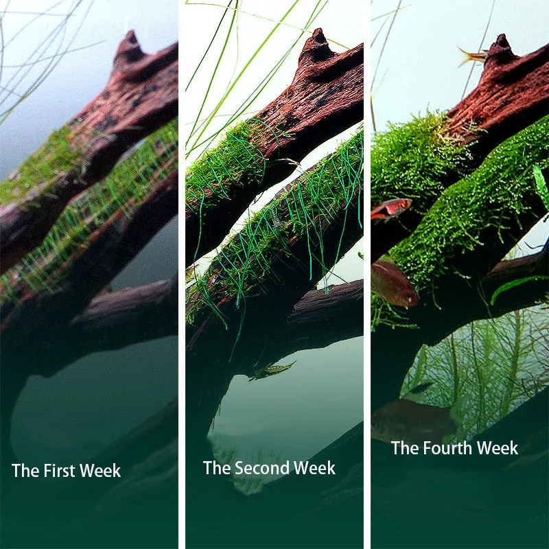 Biologisch afbreekbare aquariu - Planted Aquarium With Driftwood recensie en prijs