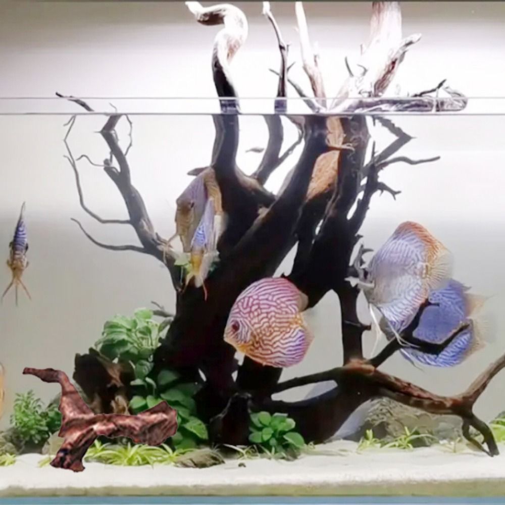 Creatief gevormd koraalhout, n - Aquarium Planted Substrate recensie en prijs