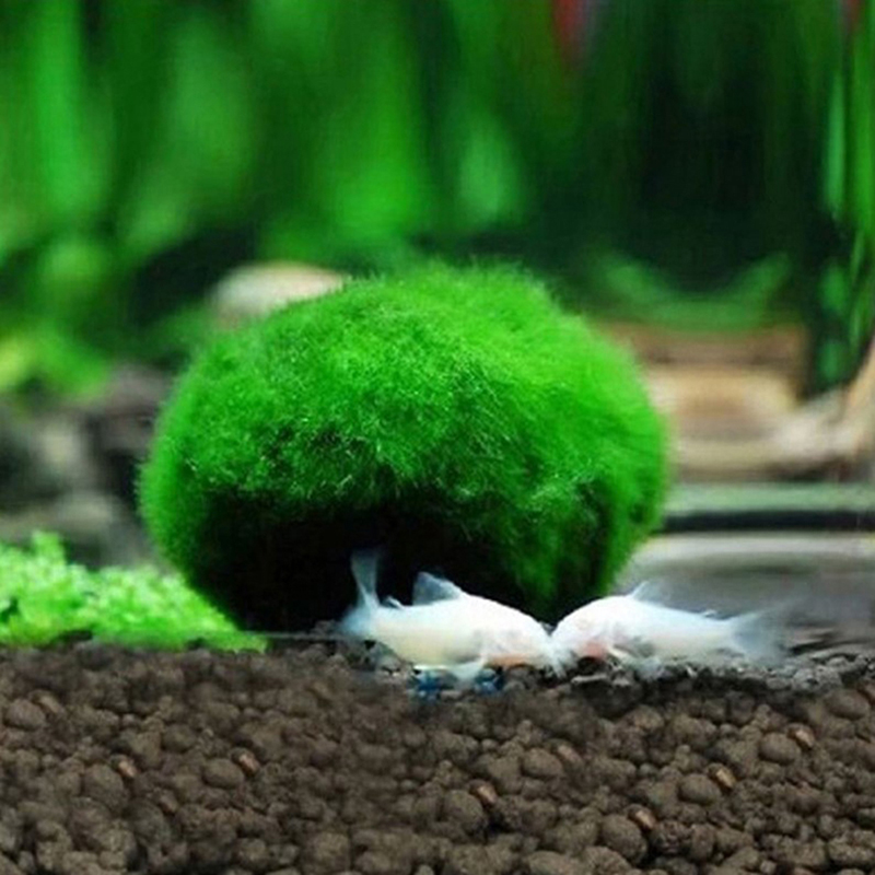 Live Marimo Mosballen 3-4cm Gr - Aquarium Planted Tank Substrate recensie en prijs