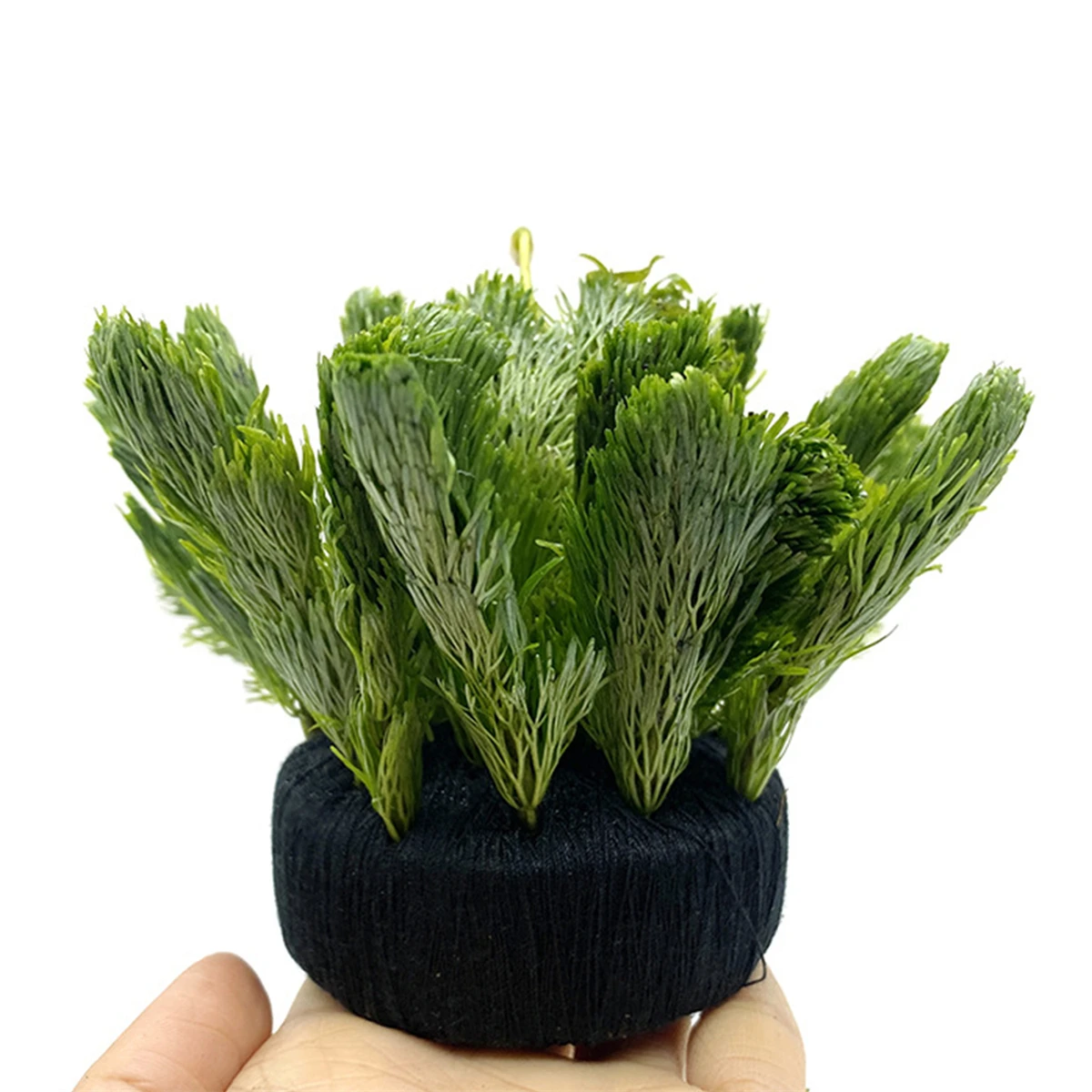 5 Stuks Zwart Aquarium Water G - Aquarium Planted Substrate recensie en prijs